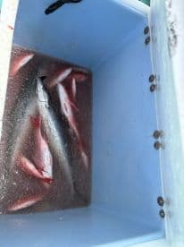 A cooler filled with a variety of fish, including a large King Mackerel and several Snapper, showcasing a successful fishing trip.