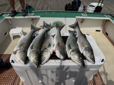 A collection of striped bass neatly arranged on a cooler aboard a fishing boat, showcasing a successful day on the water.
