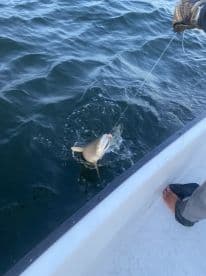 An angler reeling in a shark while fishing from a boat, showcasing an exciting moment on the water.