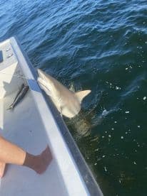 A shark is being reeled in alongside a boat, showcasing an exciting moment during a fishing trip.