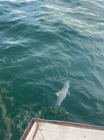 A shark is seen swimming near the boat, showcasing an exciting moment during a fishing trip.
