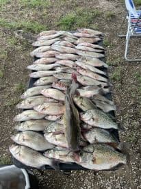 A variety of fish including striped bass and catfish laid out on a table after a successful fishing trip.