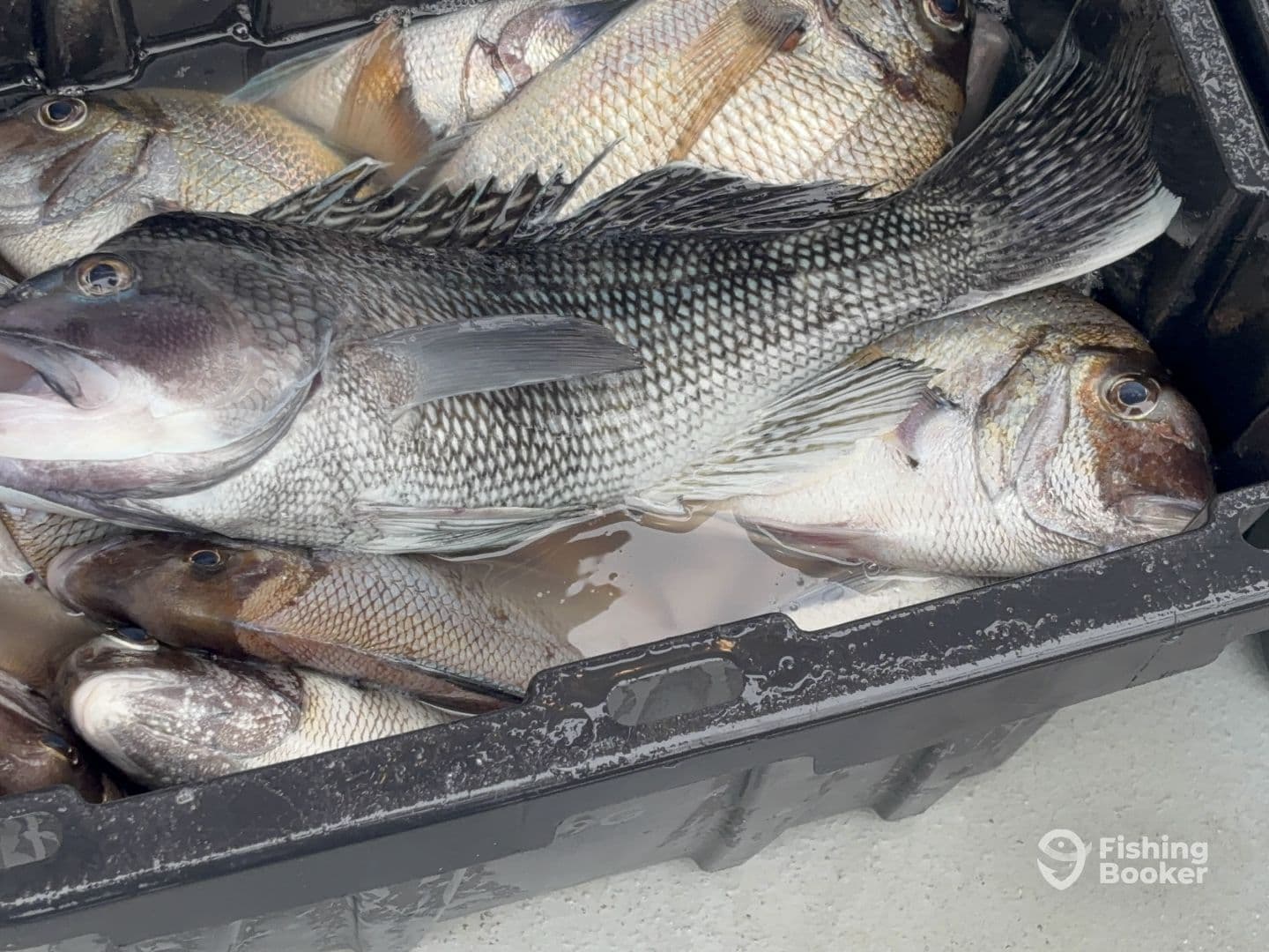 A variety of fish, including Snapper, stored in a cooler after a successful fishing trip.