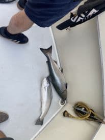 Two fish, a large salmon and a smaller trout, resting on the deck of a fishing boat, showcasing a successful catch during a day on the water.