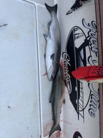 Two freshly caught fish, a Salmon and a Trout, displayed on the cleaning table aboard a fishing charter.