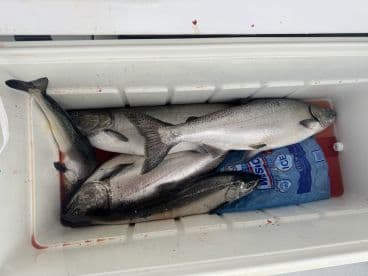 A cooler filled with several Silver Salmon, showcasing a successful fishing trip in a coastal environment.