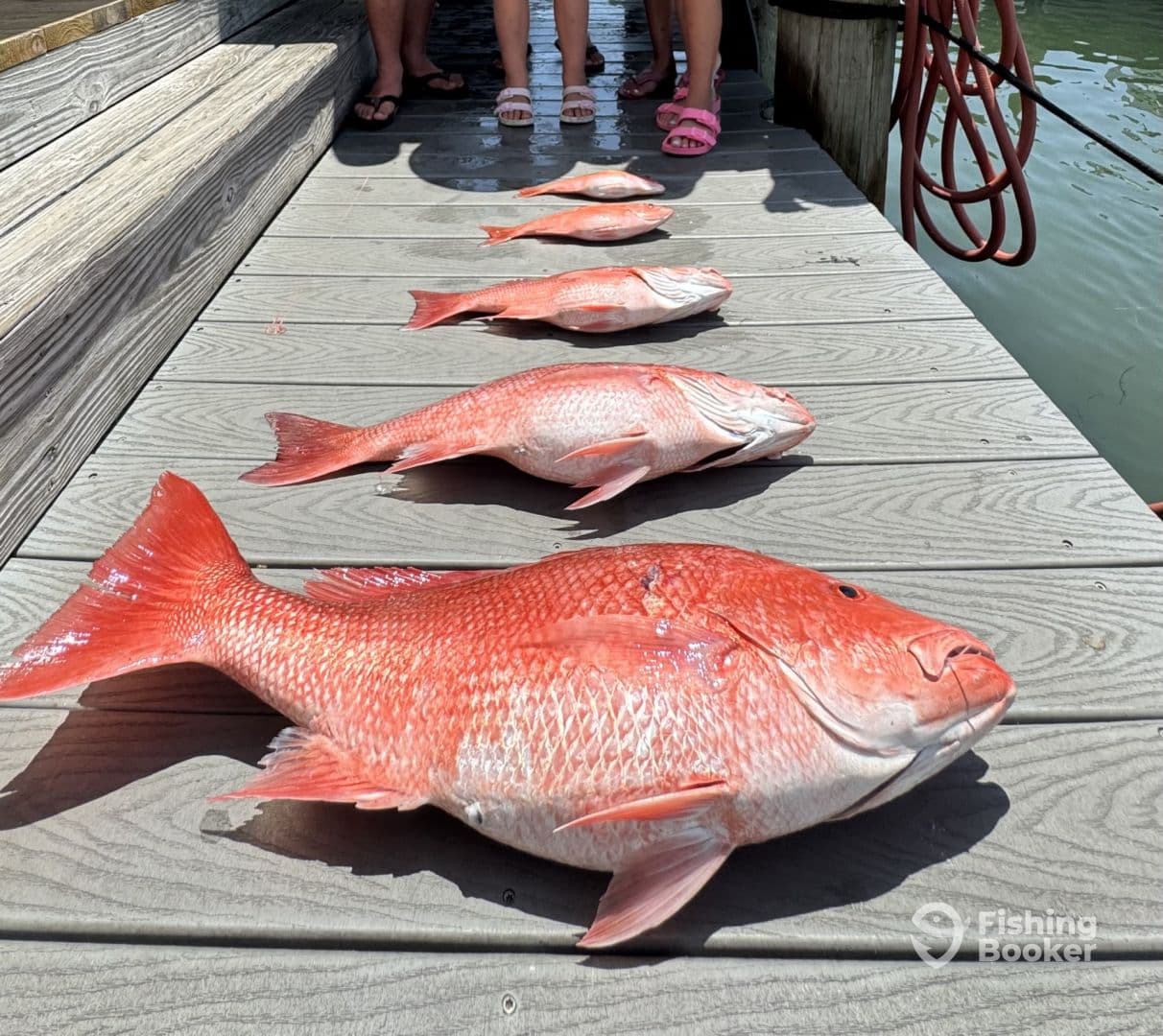 A variety of Snapper species displayed on a dock, showcasing a successful fishing trip. Family members are visible in the background.