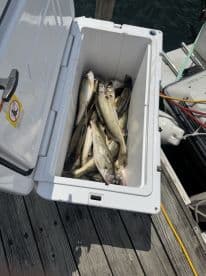 A cooler filled with freshly caught Walleye, resting on the dock after a successful fishing trip.