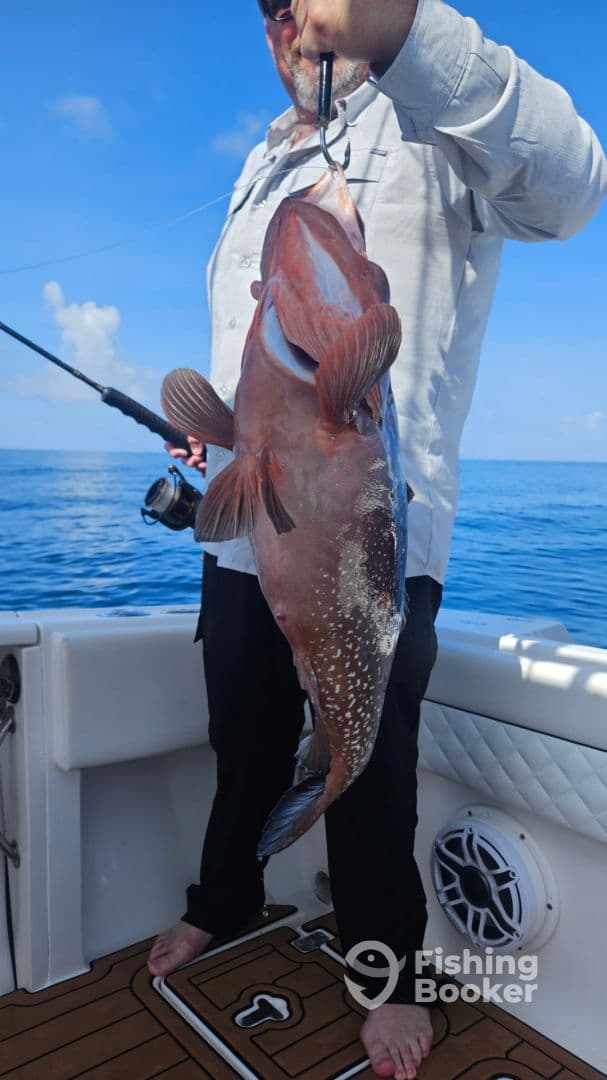 Angler proudly displaying a large Grouper while fishing on a boat in clear blue waters.
