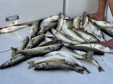 A variety of freshly caught Walleye laid out on the deck of a fishing boat, showcasing a successful day on the water.