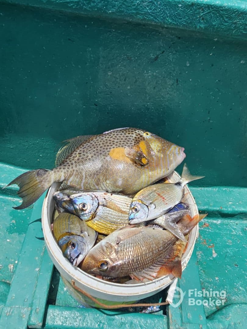 A bucket filled with various fish species, including a prominent triggerfish, resting on a boat deck, showcasing a successful fishing trip.