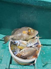 A bucket filled with various fish species, including a prominent triggerfish, resting on a boat deck, showcasing a successful fishing trip.