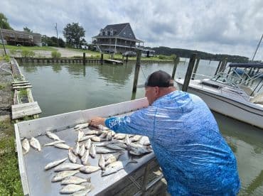 An angler arranging a catch of multiple fish on a cleaning table at a dock, showcasing a successful fishing trip.