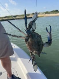 A blue crab is being reeled in during a fishing trip, showcasing the excitement of crabbing on the water.