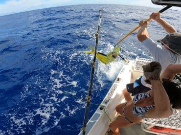 A thrilling moment on the water as anglers reel in a vibrant Mahi Mahi during a deep-sea fishing trip.