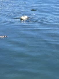 A seal is seen swimming in calm waters, creating ripples around it. The image captures a serene moment in a natural fishing environment.