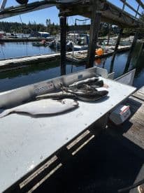 A variety of fish, including flatfish and other species, displayed on a cleaning table at a marina, showcasing a successful fishing trip.