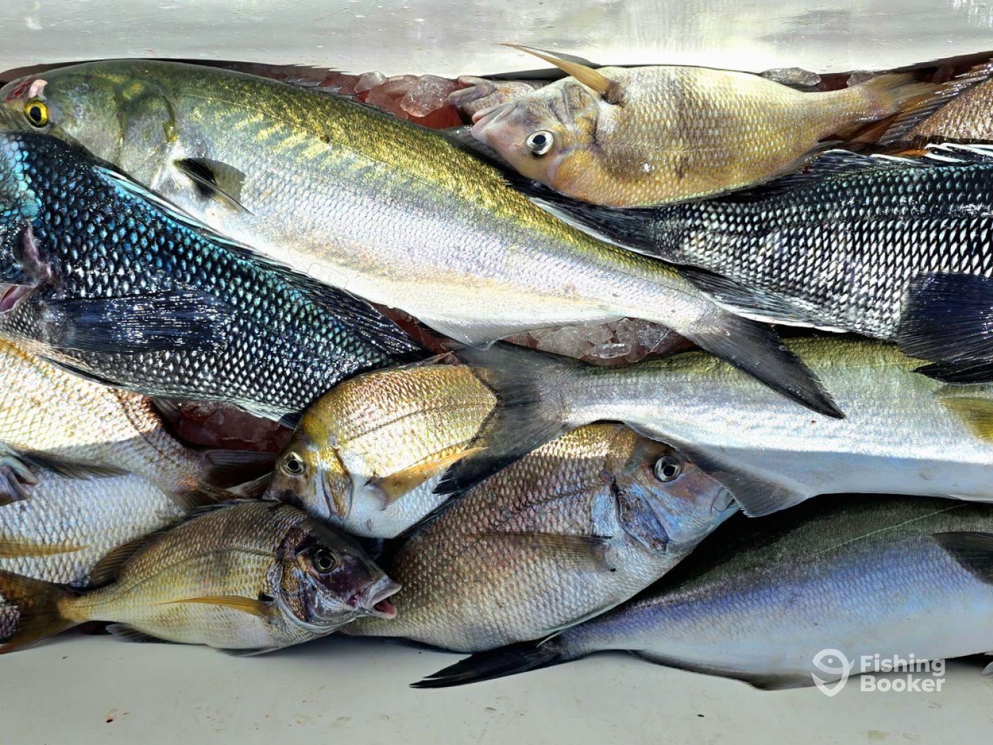 Captain Ron, thanks! Great time!