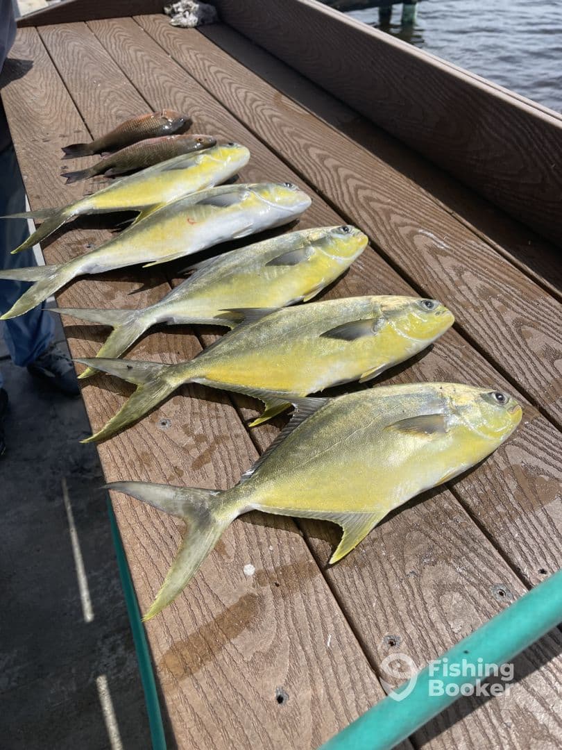 A variety of fish, including several Yellowtail Snapper, neatly arranged on a dock after a successful fishing trip.