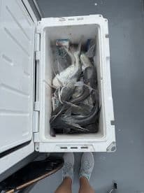 A cooler filled with various fish species, including catfish, on a fishing charter, showcasing the day's catch.
