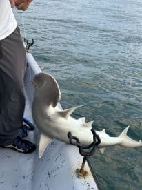 An angler reeling in a Hammerhead shark while fishing from a boat, showcasing the excitement of deep-sea fishing.
