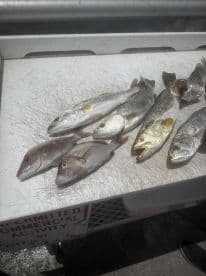 A variety of fish including Speckled Trout and Snapper laid out on a cleaning table, showcasing a successful fishing trip.