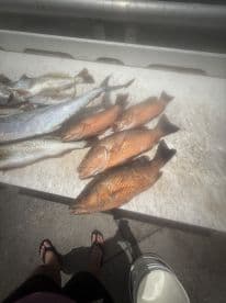 A variety of fish, including Snapper and Trout, displayed on a cleaning table at a dock, with a bucket visible in the foreground.