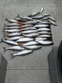 A collection of freshly caught fish displayed on a dock, showcasing a successful fishing trip.