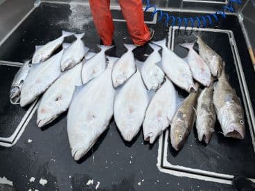 A variety of flatfish, including Halibut, laid out on a cleaning station after a successful fishing trip.