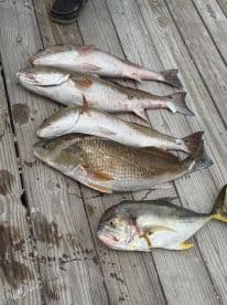 A variety of fish including Redfish and Snapper laid out on a dock after a successful fishing trip.