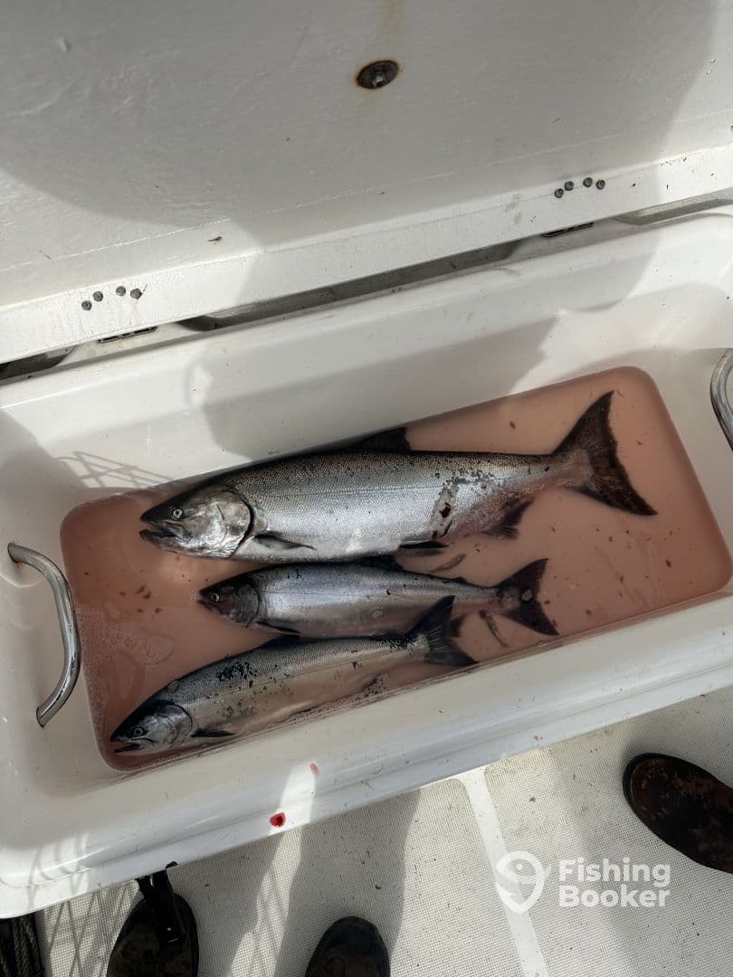 A cooler filled with several salmon, showcasing a successful fishing trip on the water.
