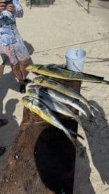 A selection of Mahi Mahi laid out on a wooden table at a beachside cleaning station, showcasing a successful fishing trip.