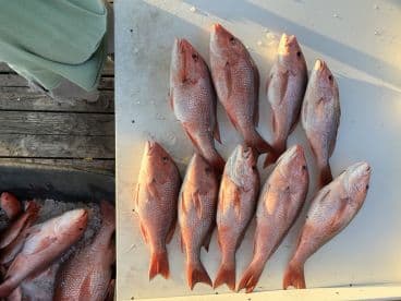 A collection of freshly caught Red Snapper laid out on a cleaning table, showcasing a successful fishing trip.