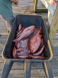 A variety of Red Snapper stored in a cooler filled with ice, ready for processing after a successful fishing trip.