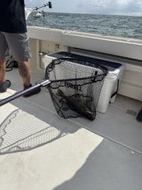 An angler is reeling in a fish using a net while on a fishing boat, showcasing the excitement of the catch in a coastal environment.
