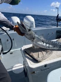 An angler holding a large Barracuda on a fishing boat, showcasing a successful catch in open waters.