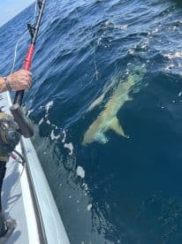 An angler reeling in a large shark while fishing offshore, showcasing the excitement of deep-sea fishing.