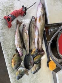 A variety of fish including Walleye and Bluegill displayed on a cleaning table, showcasing a successful fishing trip.