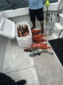 A variety of fish, including red snapper and grouper, stored in a cooler and on the deck of a fishing boat, showcasing a successful deep-sea fishing trip.
