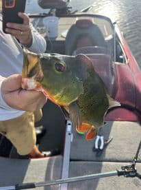 Angler proudly displaying a vibrant Largemouth Bass while fishing from a boat, showcasing the excitement of a successful catch.