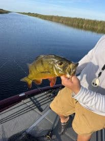 Angler holding a vibrant Peacock Bass while fishing in a scenic freshwater environment.