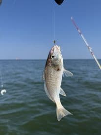 A small fish, likely a Snapper, is caught on a line while fishing in open waters, showcasing the excitement of the catch.