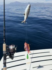 A vibrant pink fish and a smaller fish are caught on a fishing line, showcasing a successful fishing moment in open water.