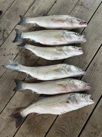 A collection of six freshly caught striped bass laid out on a wooden dock, showcasing a successful fishing trip.