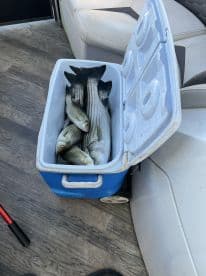 A cooler filled with freshly caught striped bass, resting on the deck of a fishing boat.