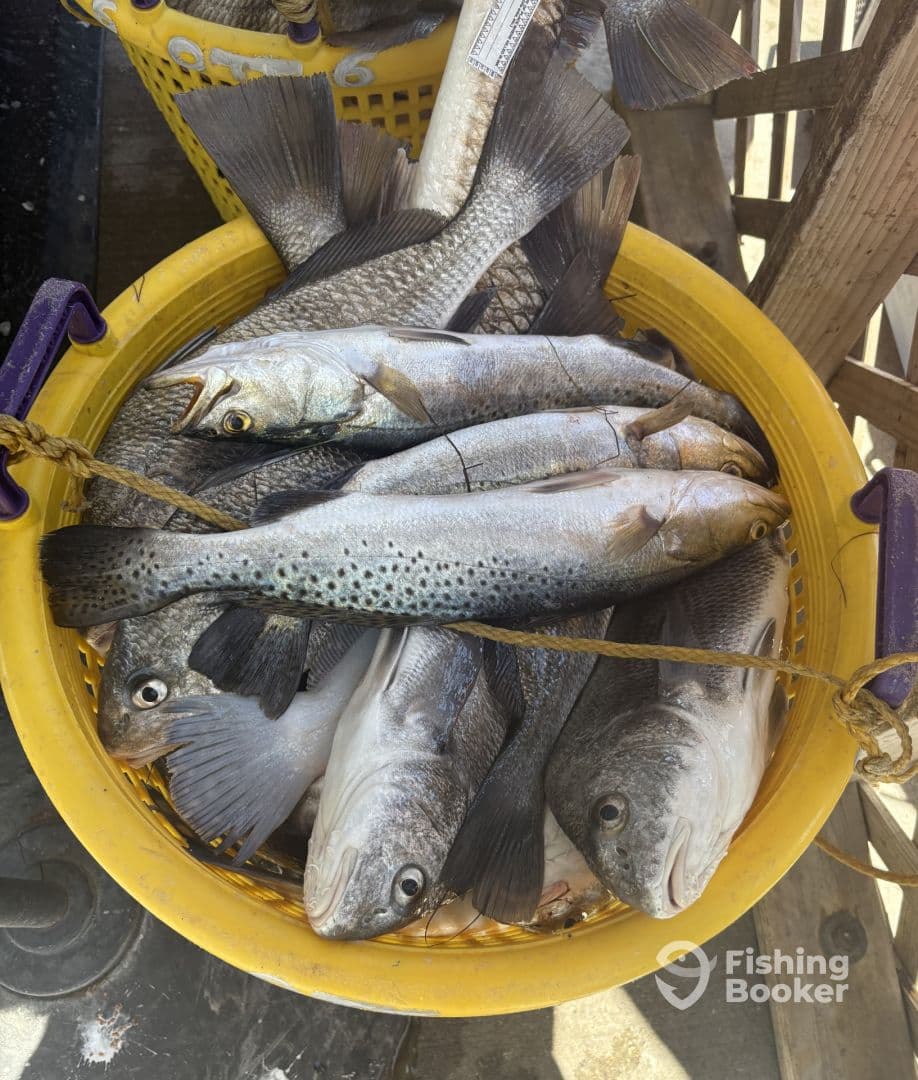 A basket filled with multiple Speckled Trout, showcasing a successful fishing trip at a coastal location.