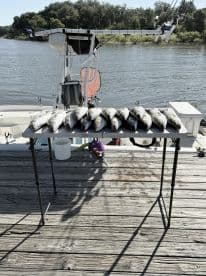 A well-arranged display of multiple fish on a board at the dock, showcasing a successful fishing trip.