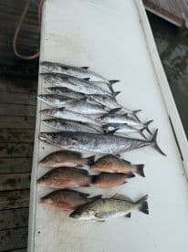A variety of fish including King Mackerel and Snapper displayed on a cleaning table after a successful fishing trip.