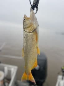 A freshly caught Walleye displayed on a fishing scale, showcasing the catch during a foggy day on the water.