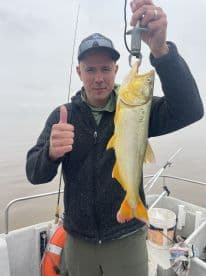 An angler proudly displaying a large Yellow Perch while fishing on a boat, showcasing a successful catch in a cloudy environment.